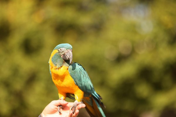 Designing a purrfect work environment: engaging your cat while you work from home