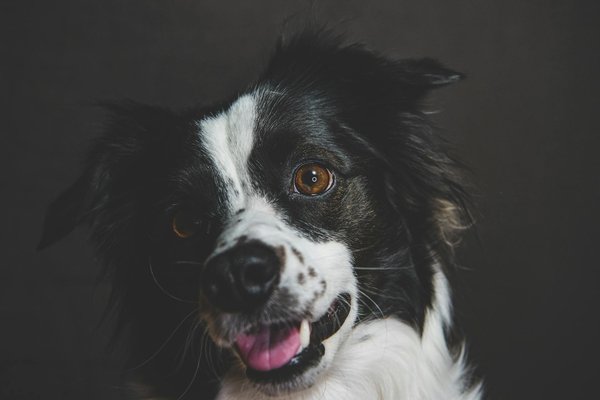 Essential strategies for managing arthritis in your senior german shepherd: a comprehensive guide to effective exercise and care