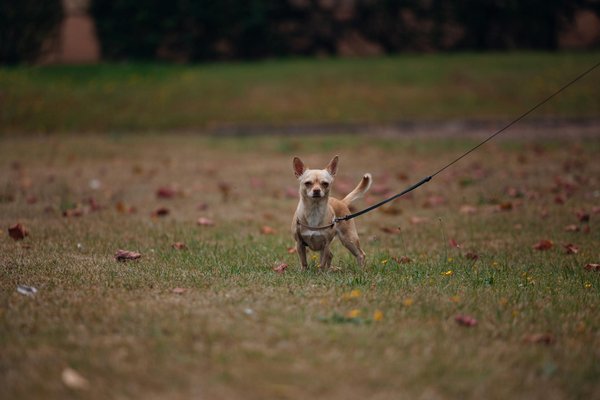 Animalcompanionsblog