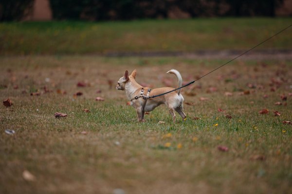 How to create a captivating scent enrichment adventure for your cat: a comprehensive step-by-step guide